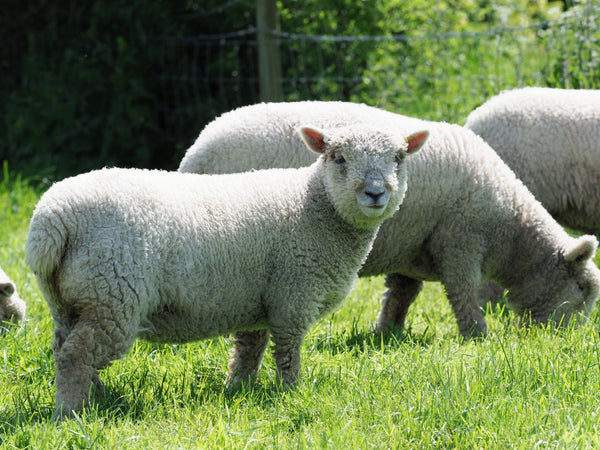 Grass fed lamb