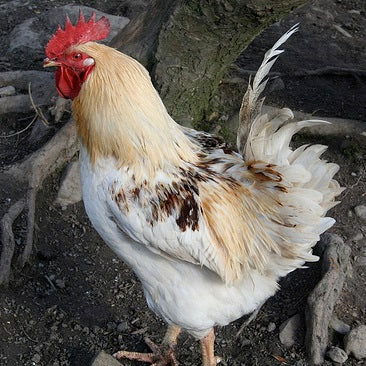 Free range chicken cockerel (frozen)
